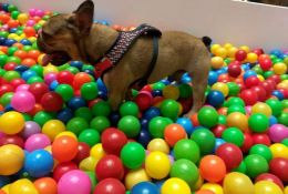 6-encontro-bulldogfrances-10