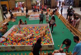 11-encontro-golden-retriever-1