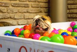27/08/2017 - Bulldogada 2
