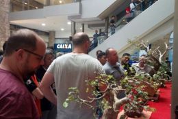 33-expobonsai-2017-02