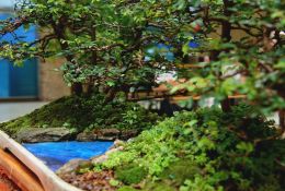 33-expobonsai-2017-08