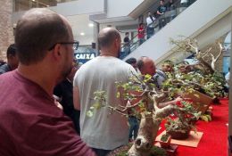 33-expobonsai-2017-11