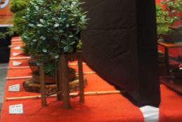 23/05/2016 - Expo Bonsai 2016